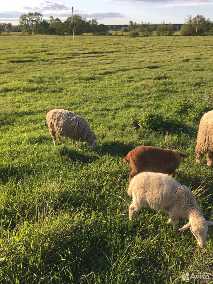 Овца и два баранчика купить на Зозу.ру - фотография № 2