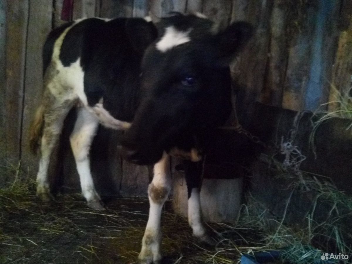 Телка от молочной коровы купить на Зозу.ру - фотография № 4