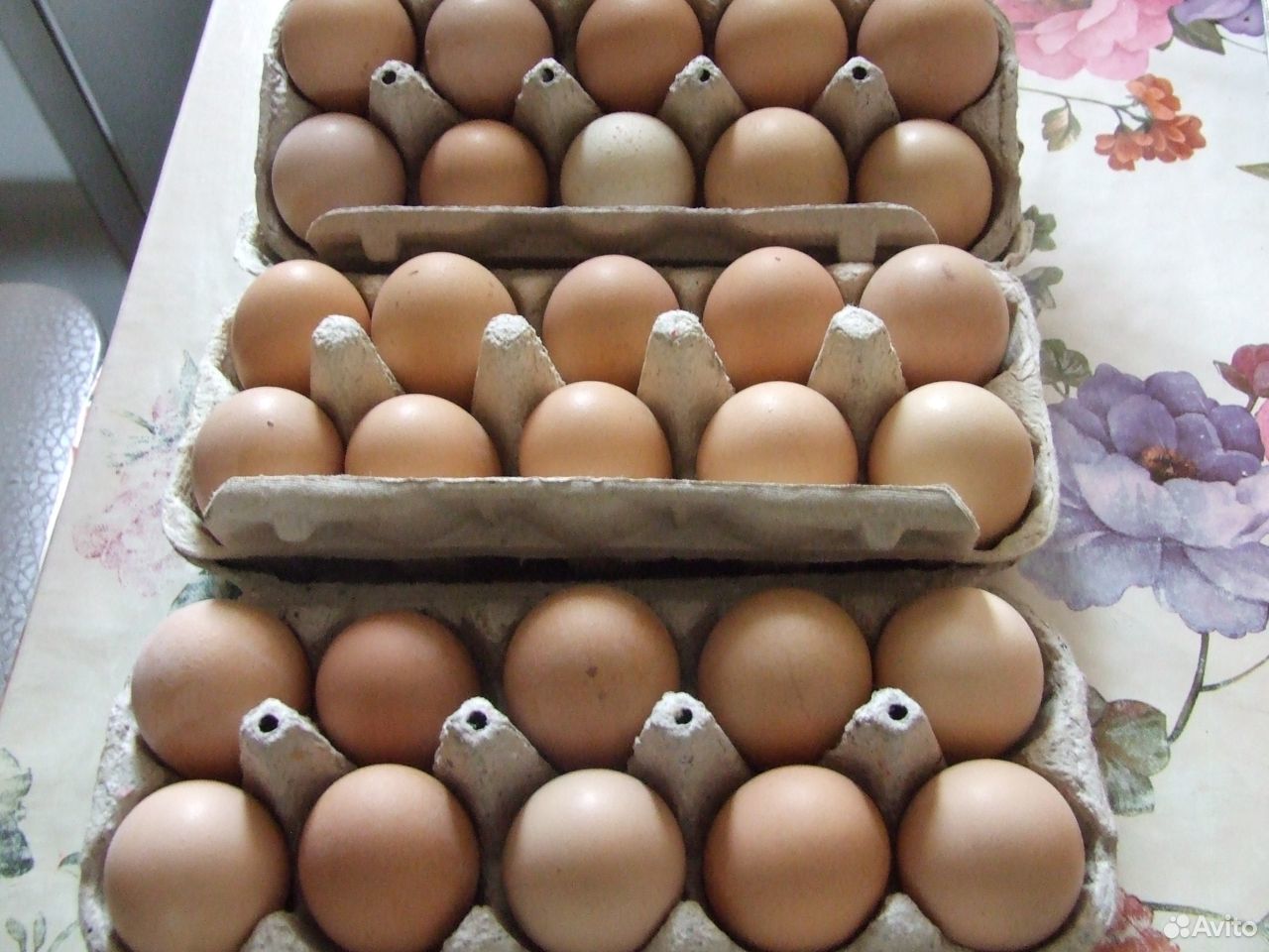 Яйцо Барвистой. Купить яйцо билефельдеров