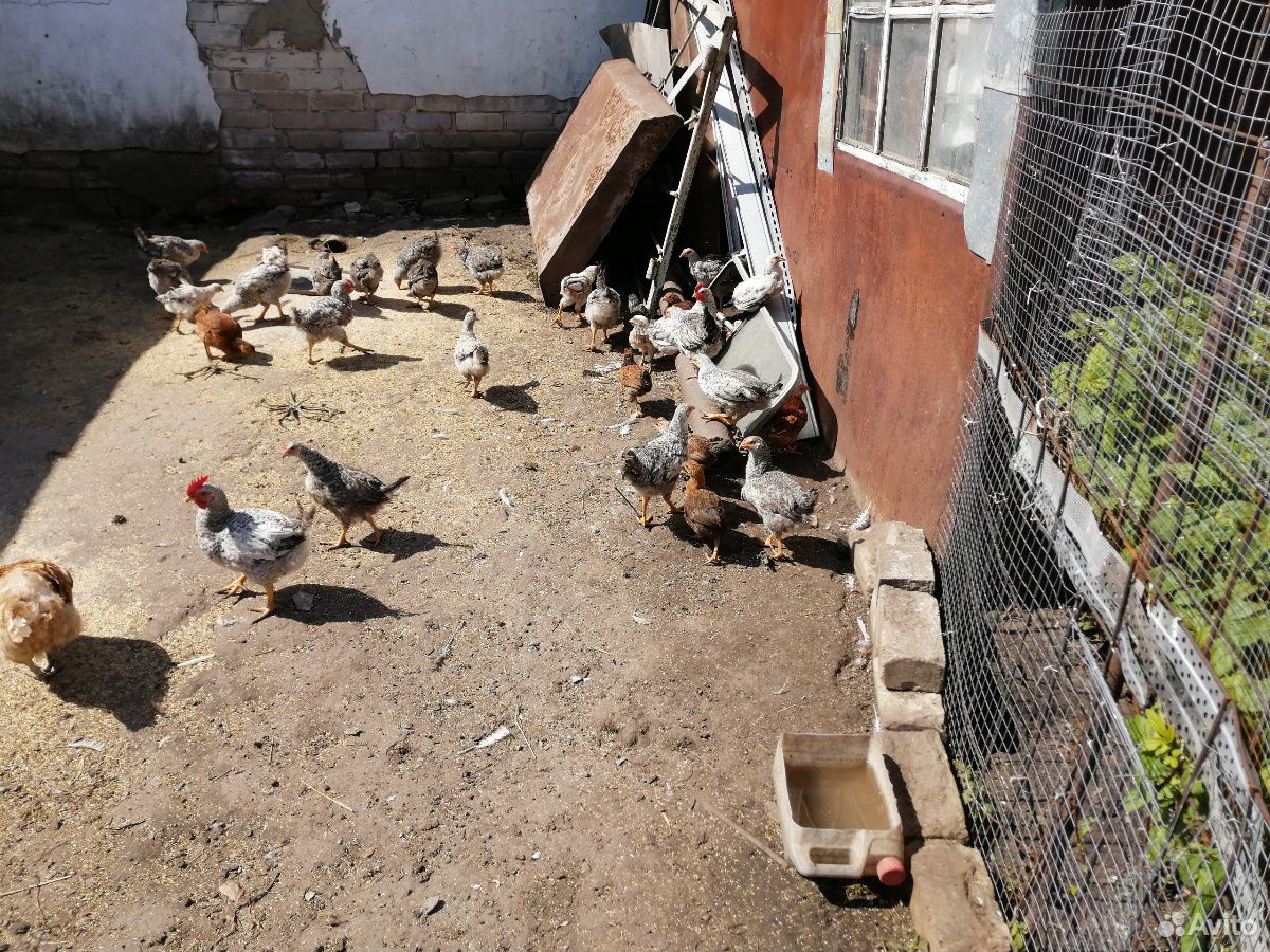 Продаю цыплят барковская барвистая купить на Зозу.ру - фотография № 2