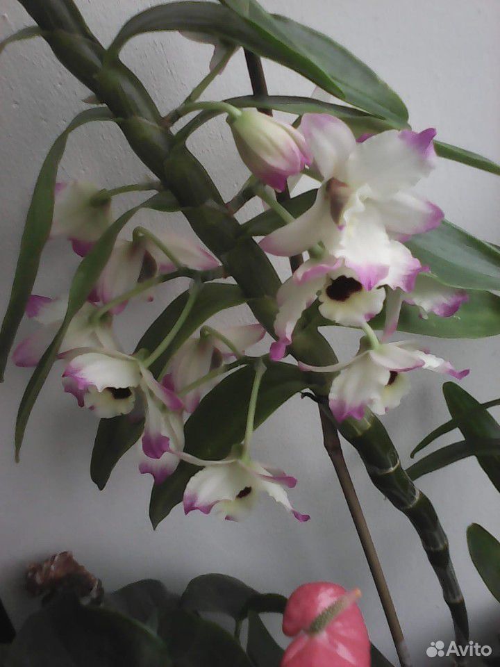 Орхидея Дендробиум нобиле купить на Зозу.ру - фотография № 3
