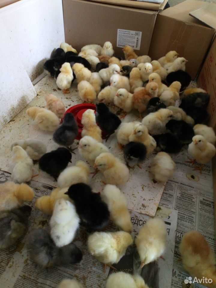 Продам цыплят купить на Зозу.ру - фотография № 2