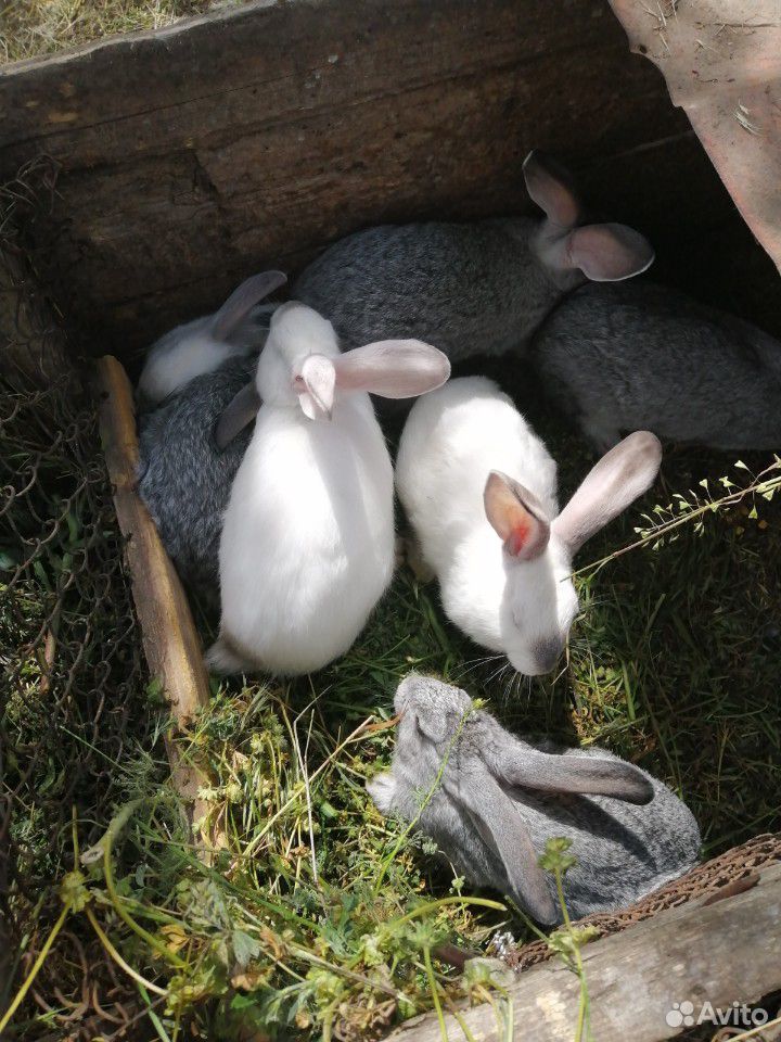 Продам кроликов 8 шт 2-ух месечные купить на Зозу.ру - фотография № 4