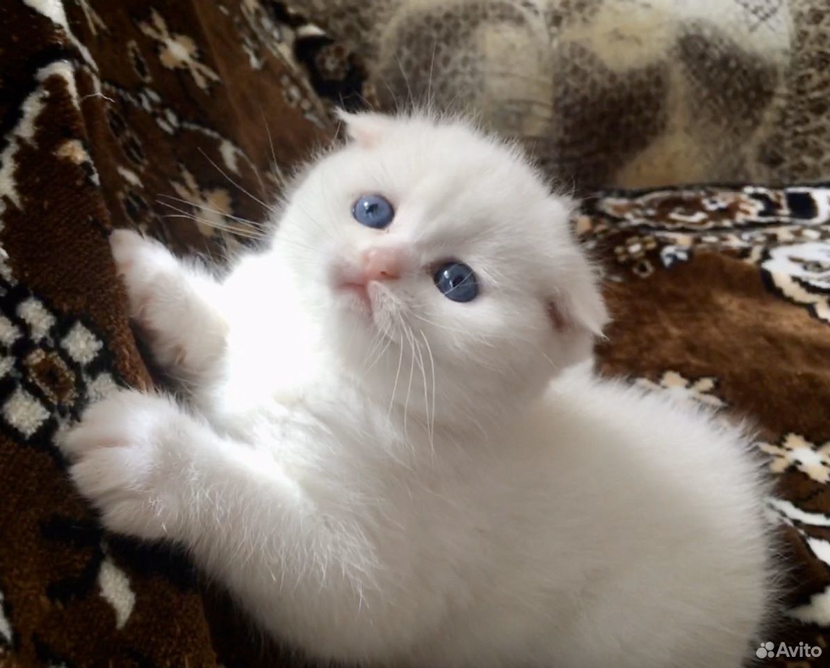 Котёнок 1 месяц шотландский вислоухий белый