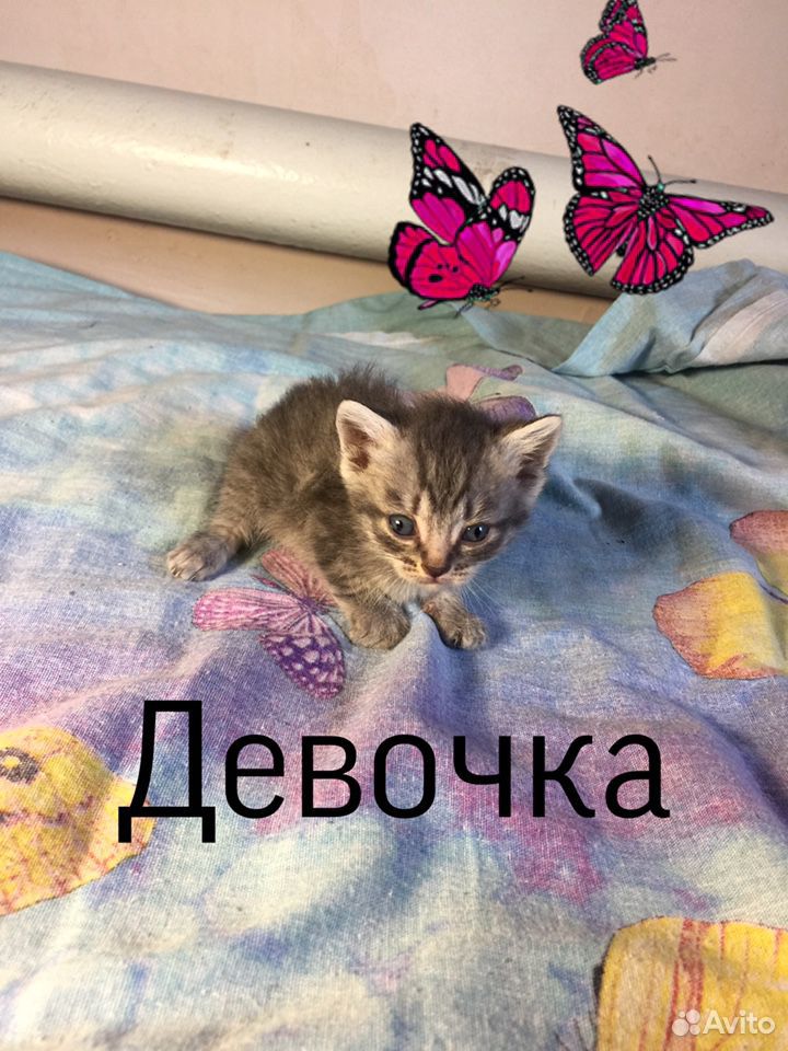 Котята бесплатно купить на Зозу.ру - фотография № 4