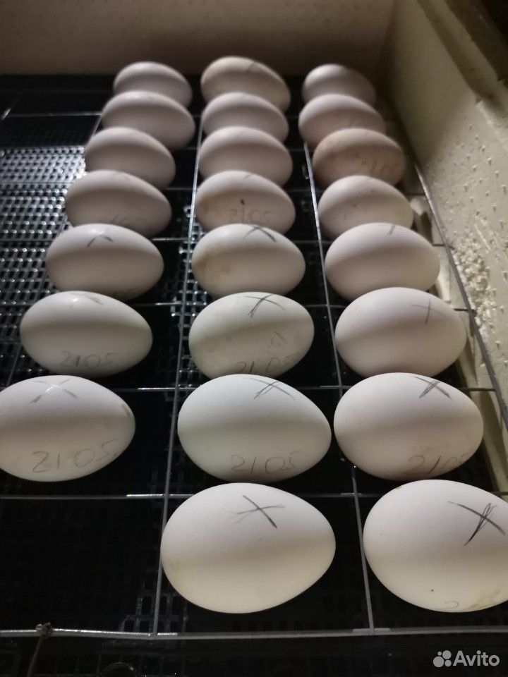 Инкубационое яйцо Гусей купить на Зозу.ру - фотография № 3