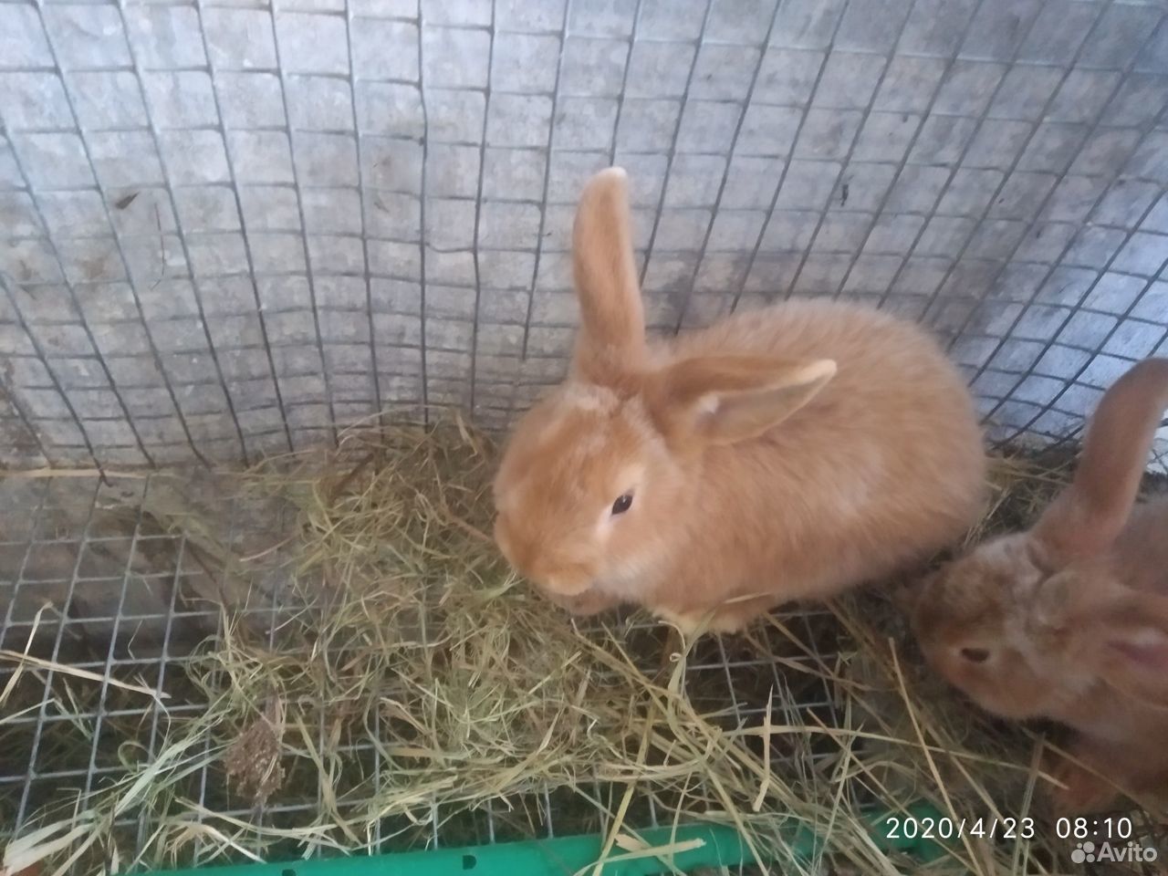 Новозеланские кролики-мальчики 3 месяца купить на Зозу.ру - фотография № 1