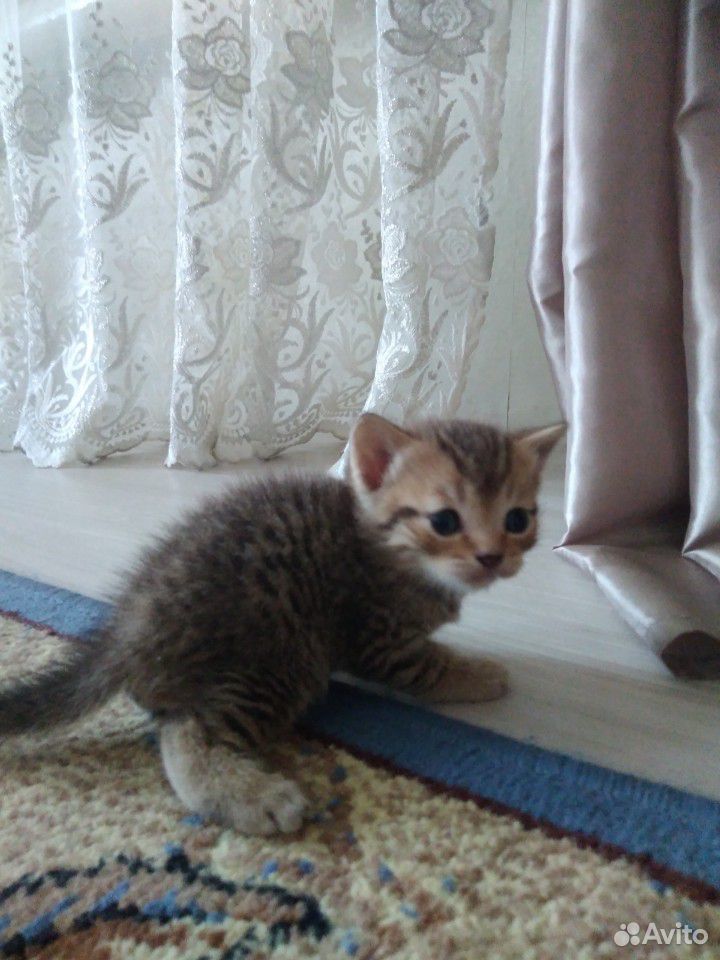 Ласковые котята купить на Зозу.ру - фотография № 2