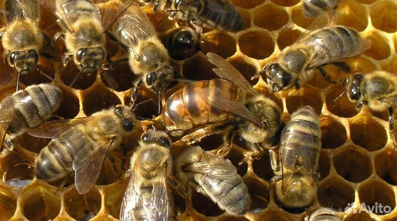 Пчелопакеты, Пакеты пчел, тип породы "Карпатка" купить на Зозу.ру - фотография № 2