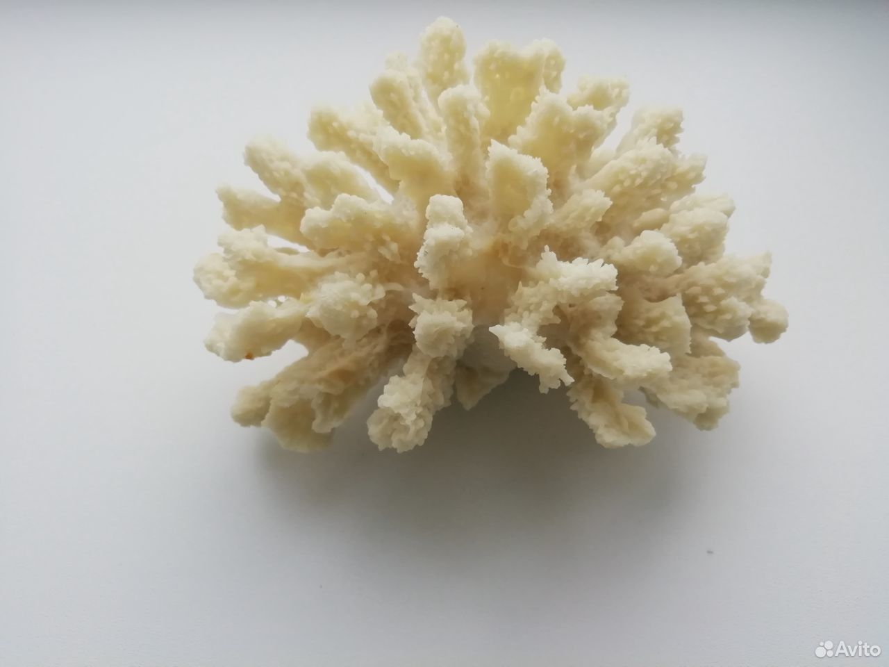 Искусственный коралл купить на Зозу.ру - фотография № 1