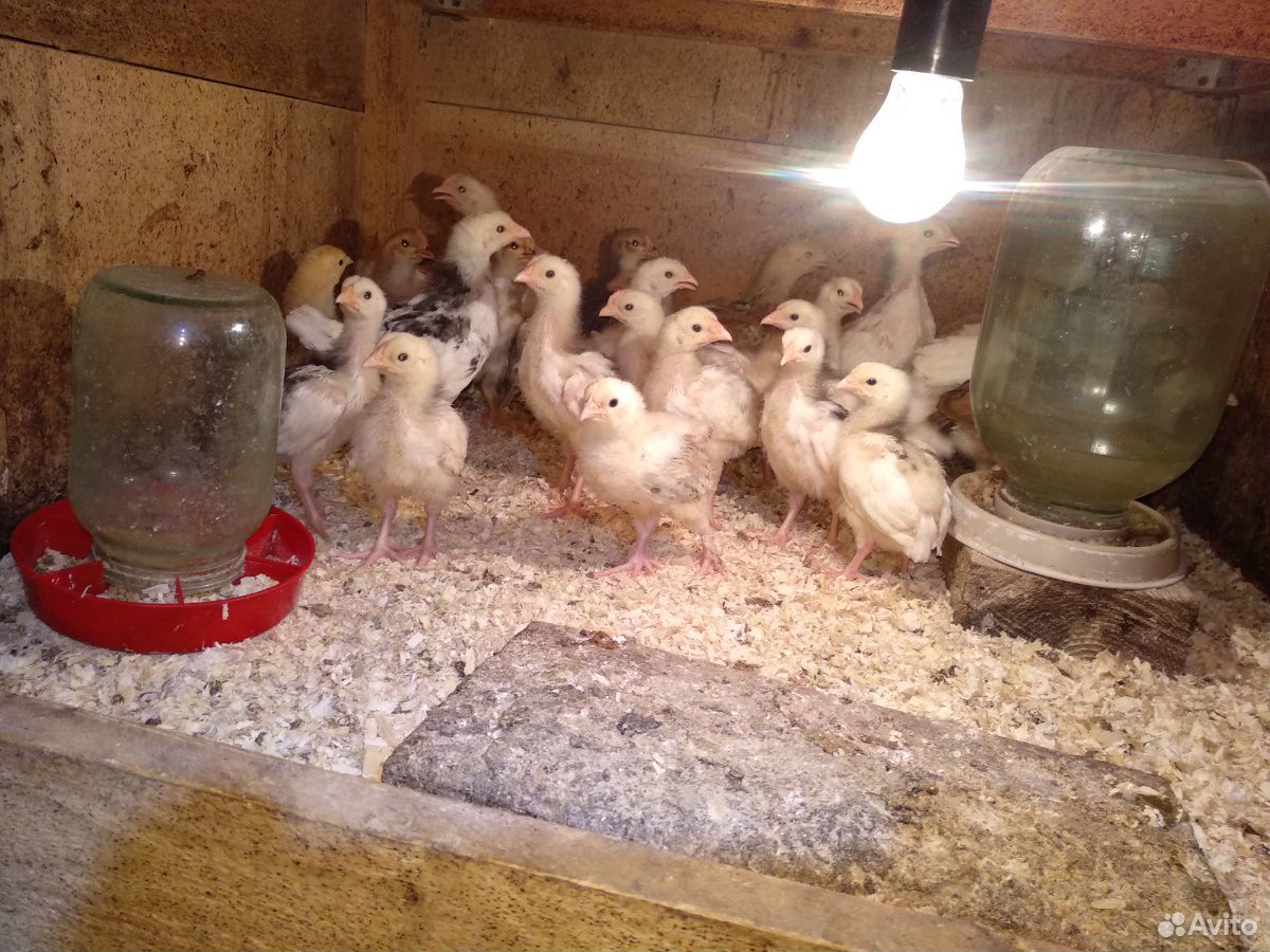 Цыплята породных кур купить на Зозу.ру - фотография № 1