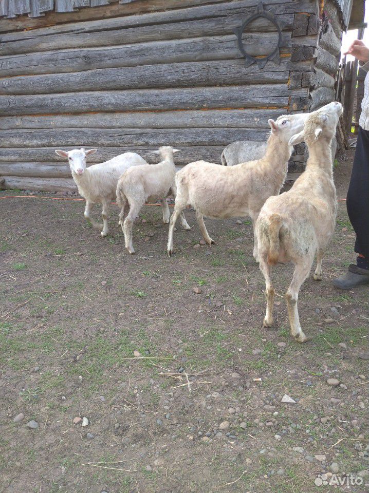 Продам семейство овец купить на Зозу.ру - фотография № 2