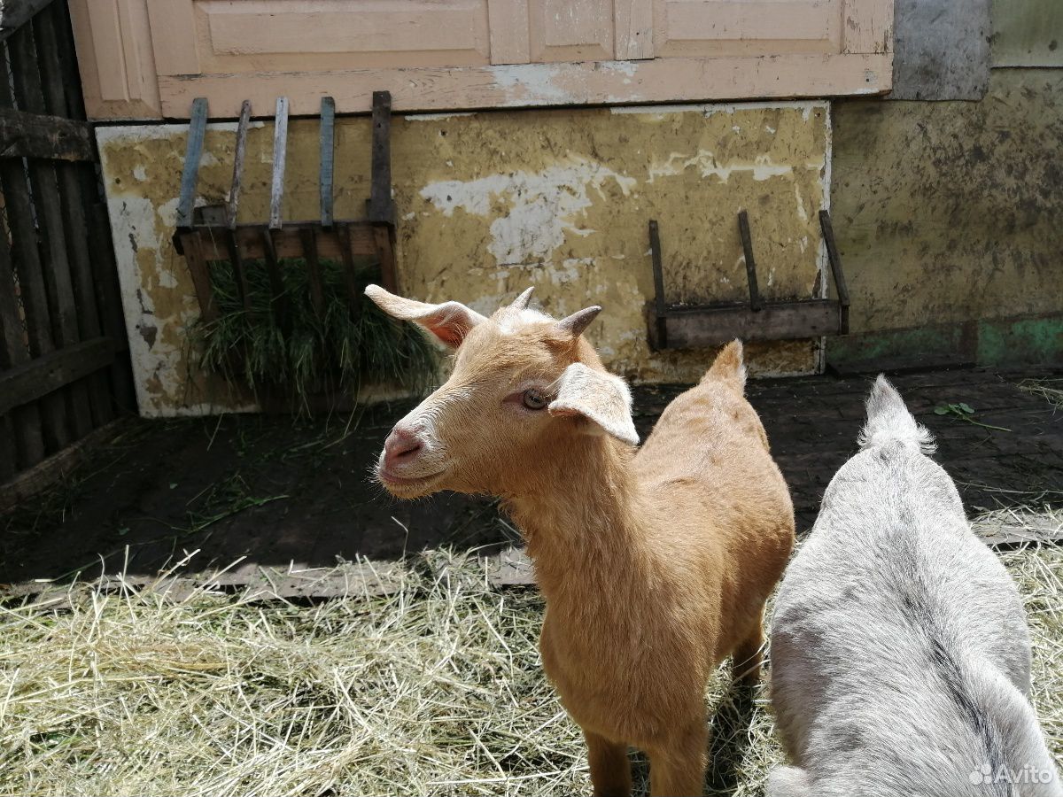 Коза молочная высоко удойная купить на Зозу.ру - фотография № 2