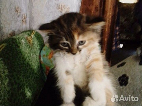 Кошка Анфиса купить на Зозу.ру - фотография № 3