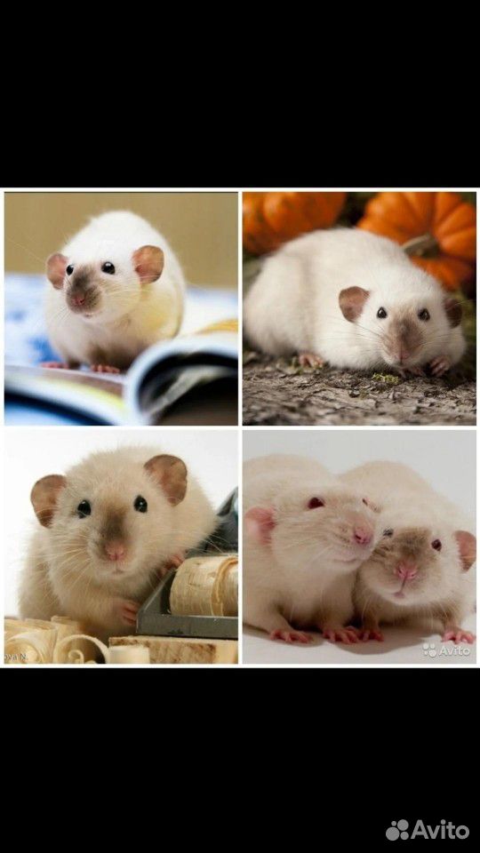 Сиамская крыса дамбо купить на Зозу.ру - фотография № 1