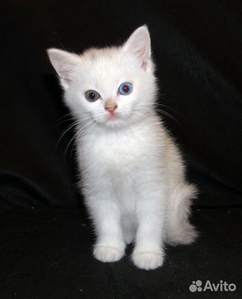 Беленький котёнок купить на Зозу.ру - фотография № 1