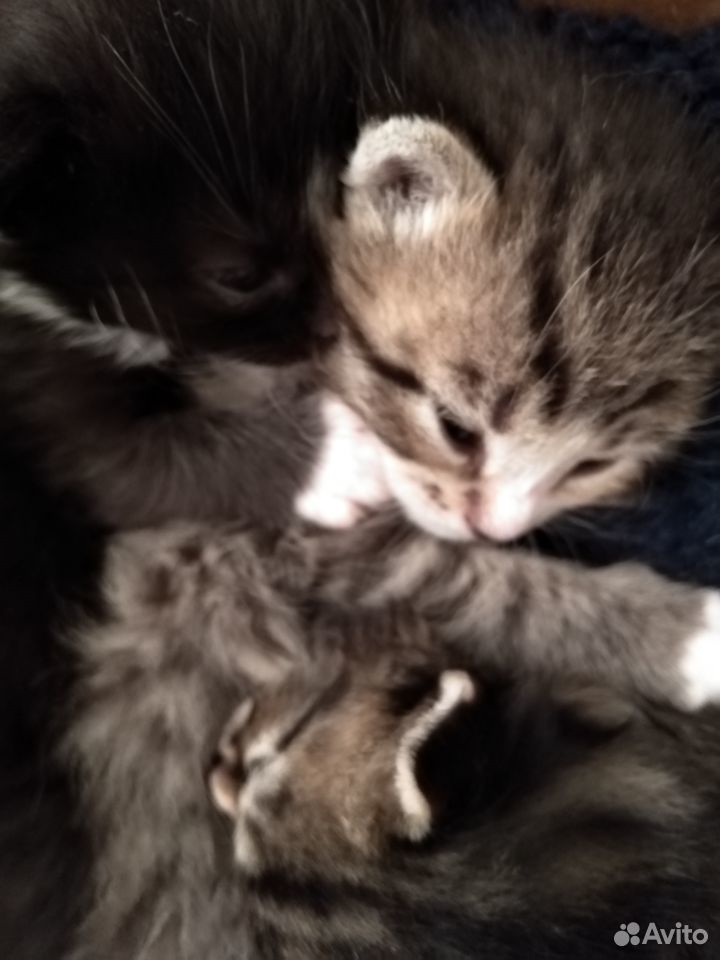 7 котят, от 2 кошек, родились в день победы 9мая купить на Зозу.ру - фотография № 1