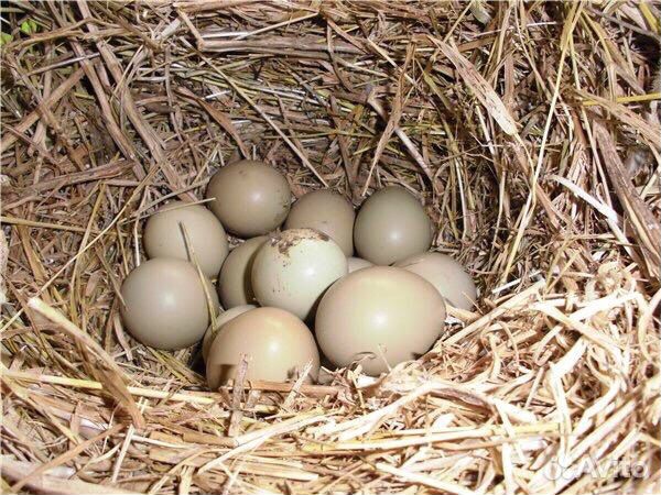 Яйцо охотничьего фазана купить на Зозу.ру - фотография № 1