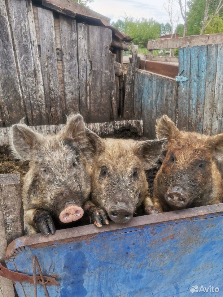 Свиньи породы мангалица купить на Зозу.ру - фотография № 1