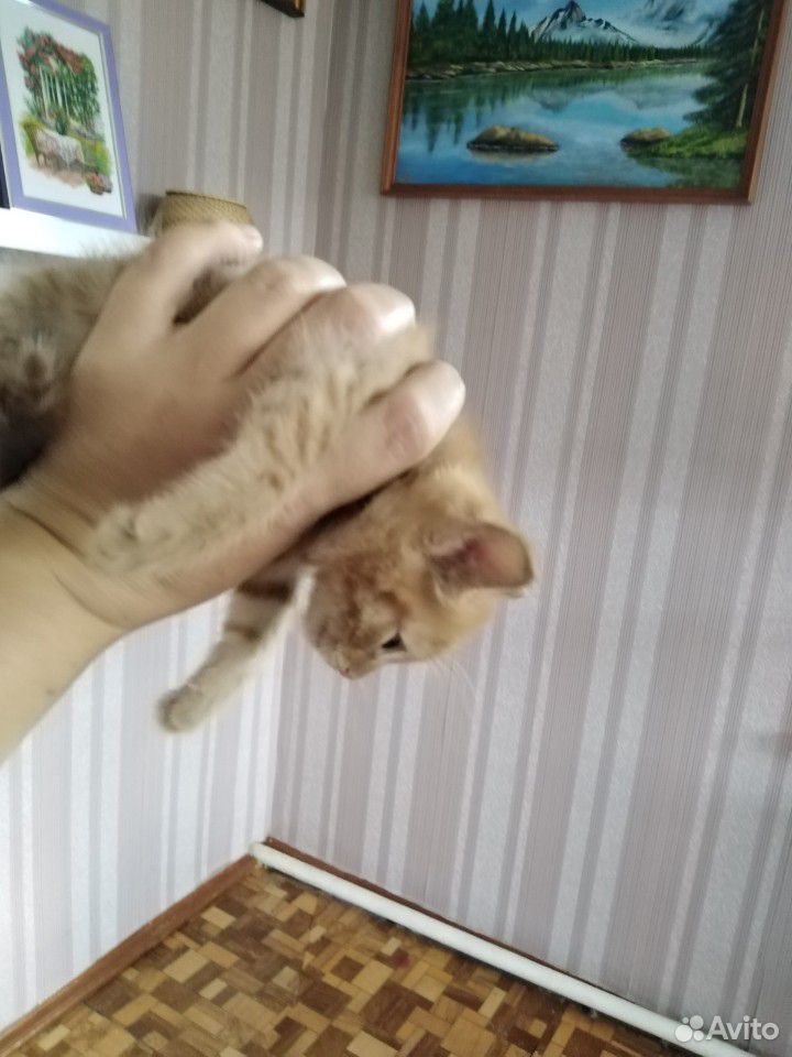 Шустрые котята купить на Зозу.ру - фотография № 2