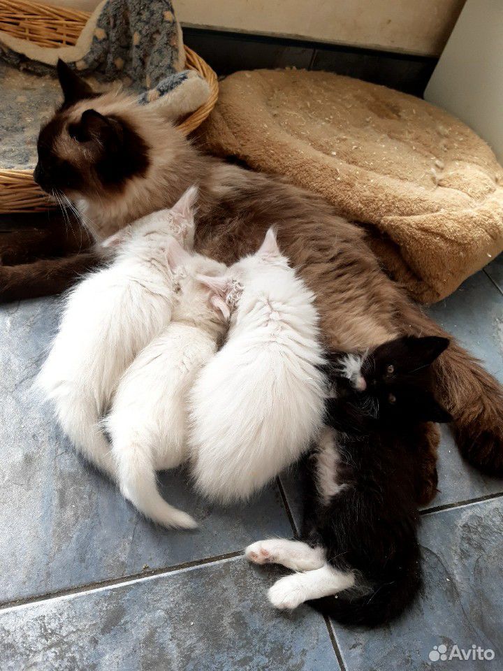Чудесные котята от породистых родителей купить на Зозу.ру - фотография № 1