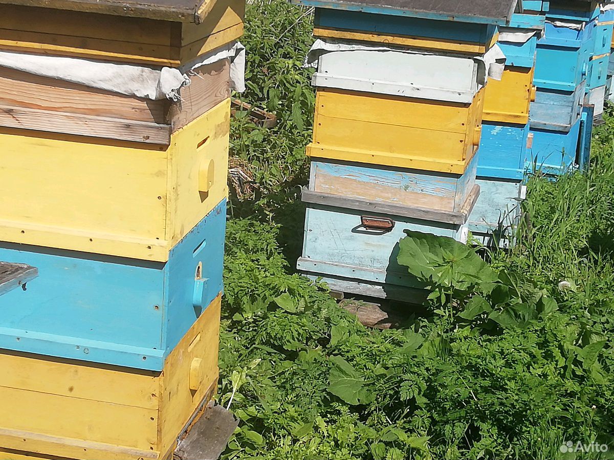 Продаются пчёлы с мёдом Цена договорная купить на Зозу.ру - фотография № 5
