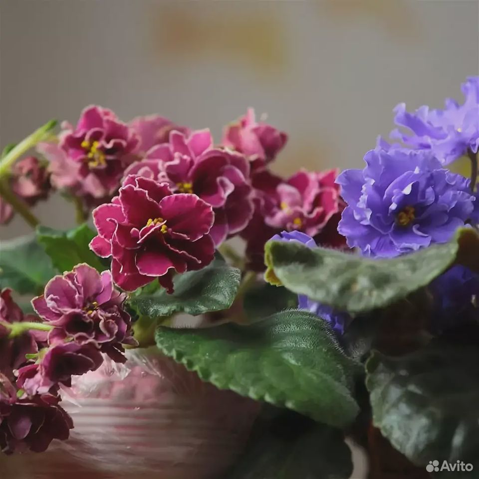 Комнатные цветы купить на Зозу.ру - фотография № 6