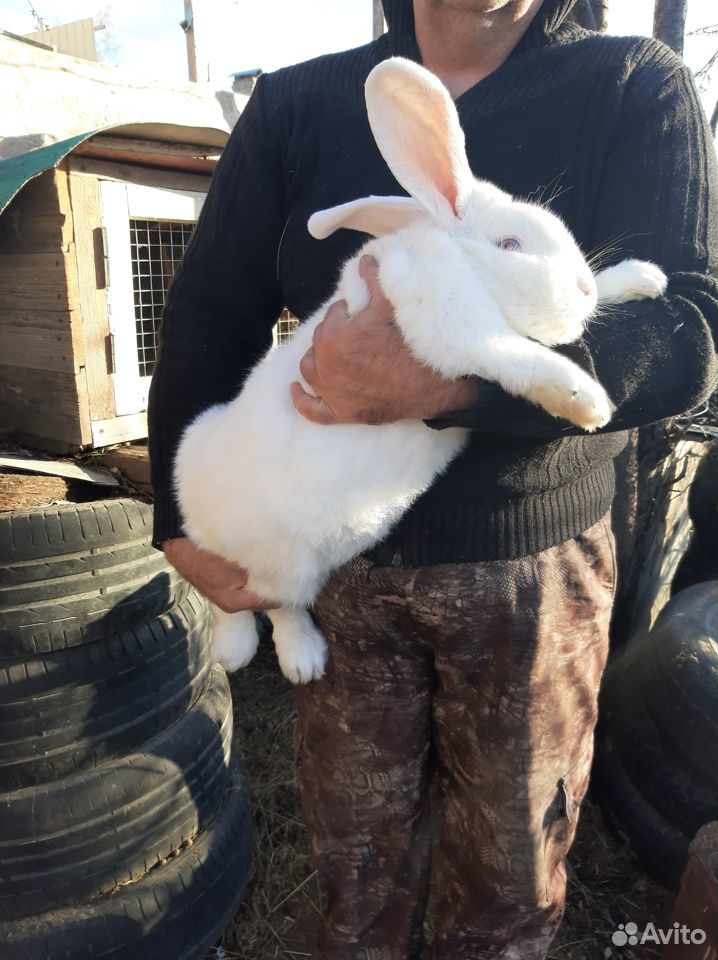 Продам кроля, отличного производителя купить на Зозу.ру - фотография № 3