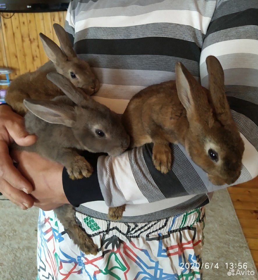 Продам крольчат породы рекс.2 месяца купить на Зозу.ру - фотография № 2