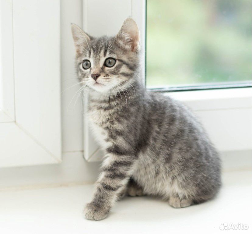 Серый котенок купить. Британец дымчатый полосатый котенок. Манчкин серый котенок. Серо полосатый котенок. Дымчатый полосатый котенок.