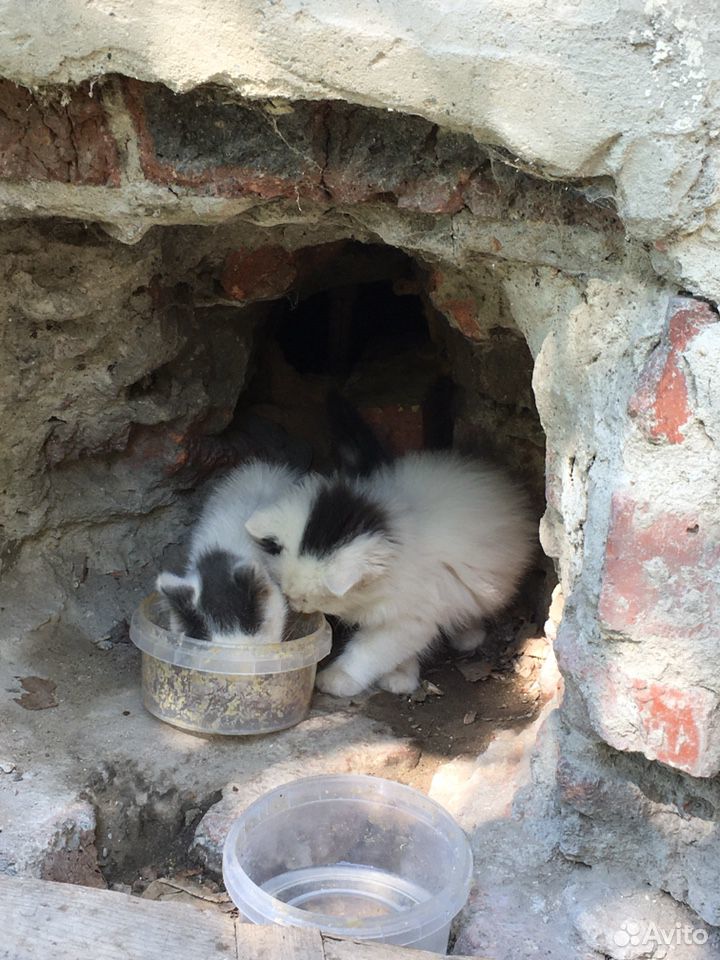 Котенок ищет дом купить на Зозу.ру - фотография № 5