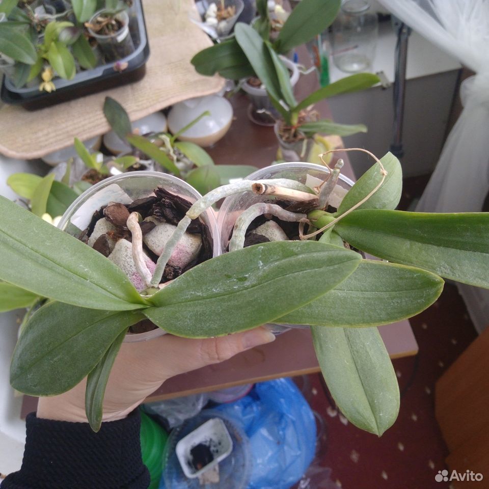 Подрощенные детки орхидеи купить на Зозу.ру - фотография № 2