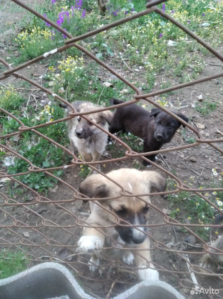 Замечательные щенки ждут своих хозяев, 2,5 месяца купить на Зозу.ру - фотография № 3