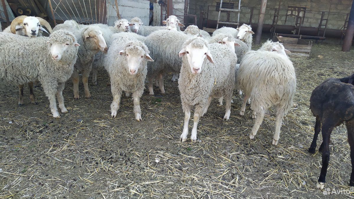 Овцы баранчики купить на Зозу.ру - фотография № 2