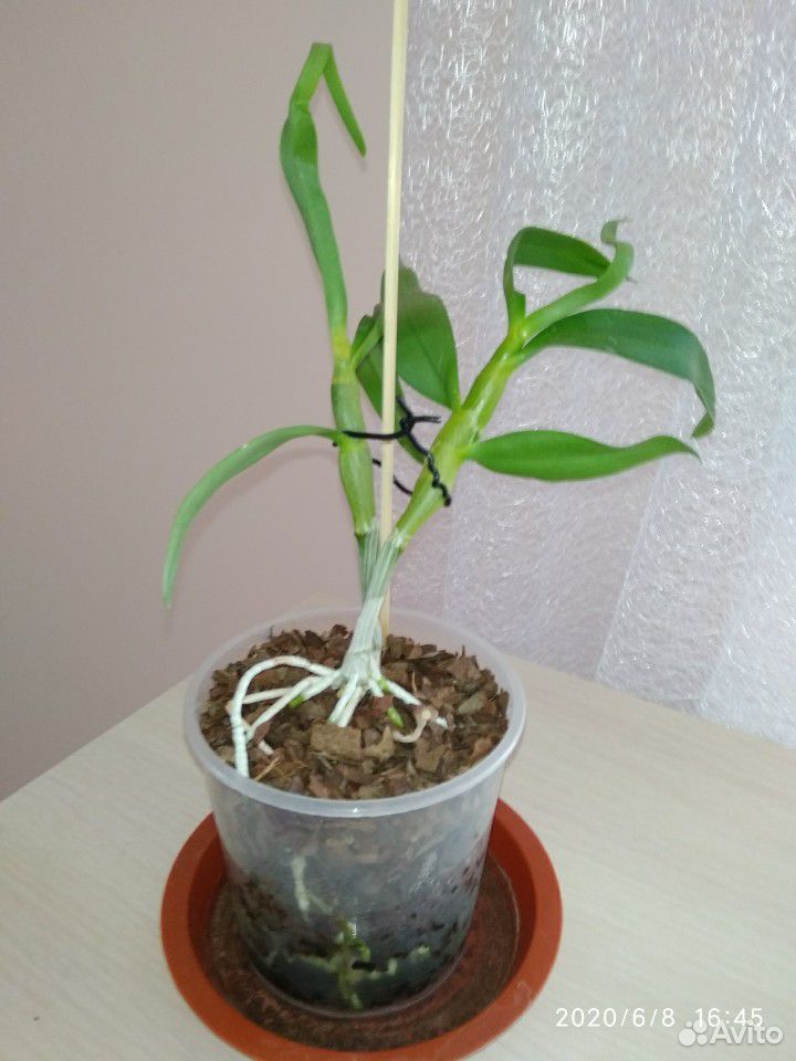 Орхидея Дендробиум Нобиле, детки купить на Зозу.ру - фотография № 2