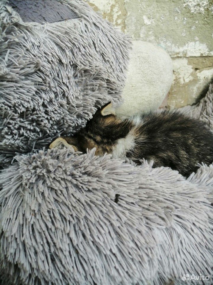 Особенный котенок купить на Зозу.ру - фотография № 6