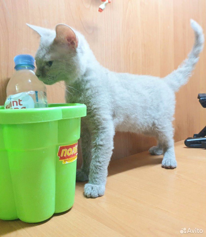 Эксклюзивный лиловый котик купить на Зозу.ру - фотография № 9
