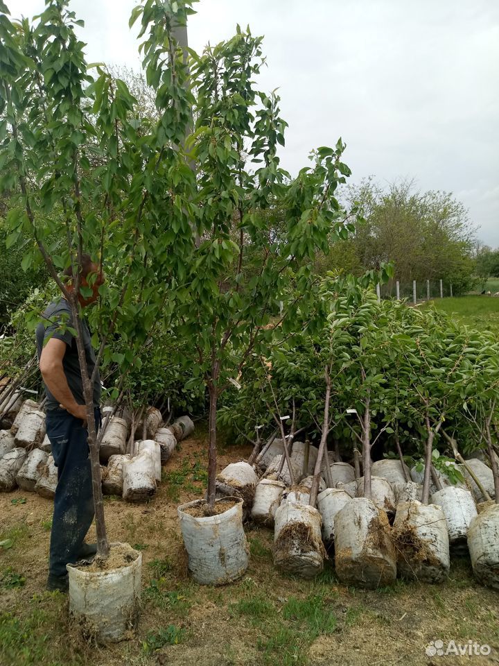 Плодовые деревья от производителя купить на Зозу.ру - фотография № 4