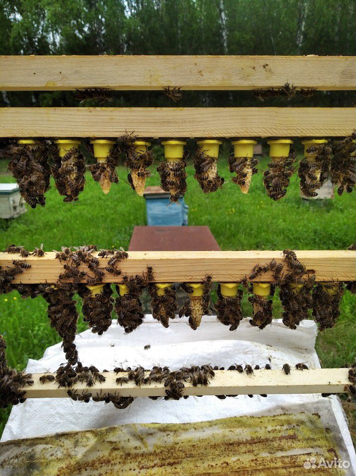 Пчеломатки купить на Зозу.ру - фотография № 1