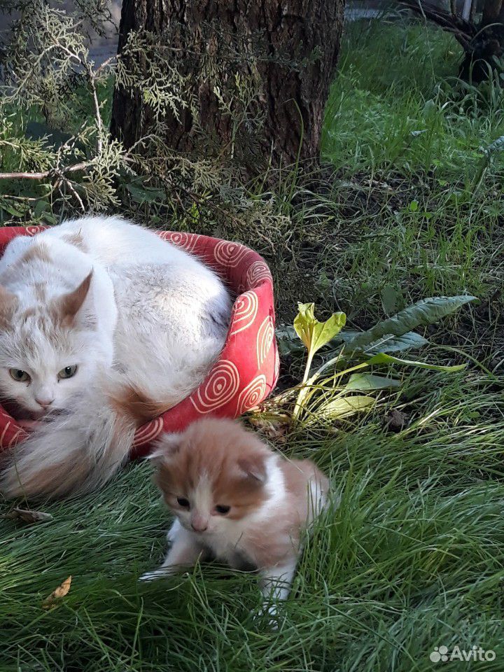 Кошка и котннео купить на Зозу.ру - фотография № 1