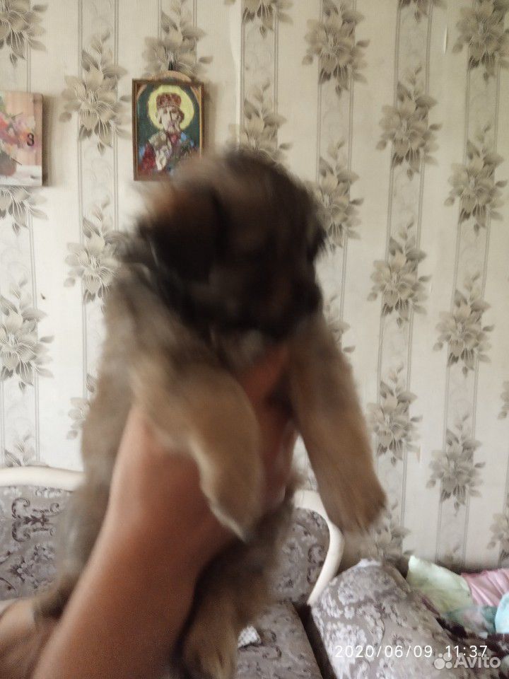 Отдаются бесплатно маленькие щеночки от комнатной купить на Зозу.ру - фотография № 3