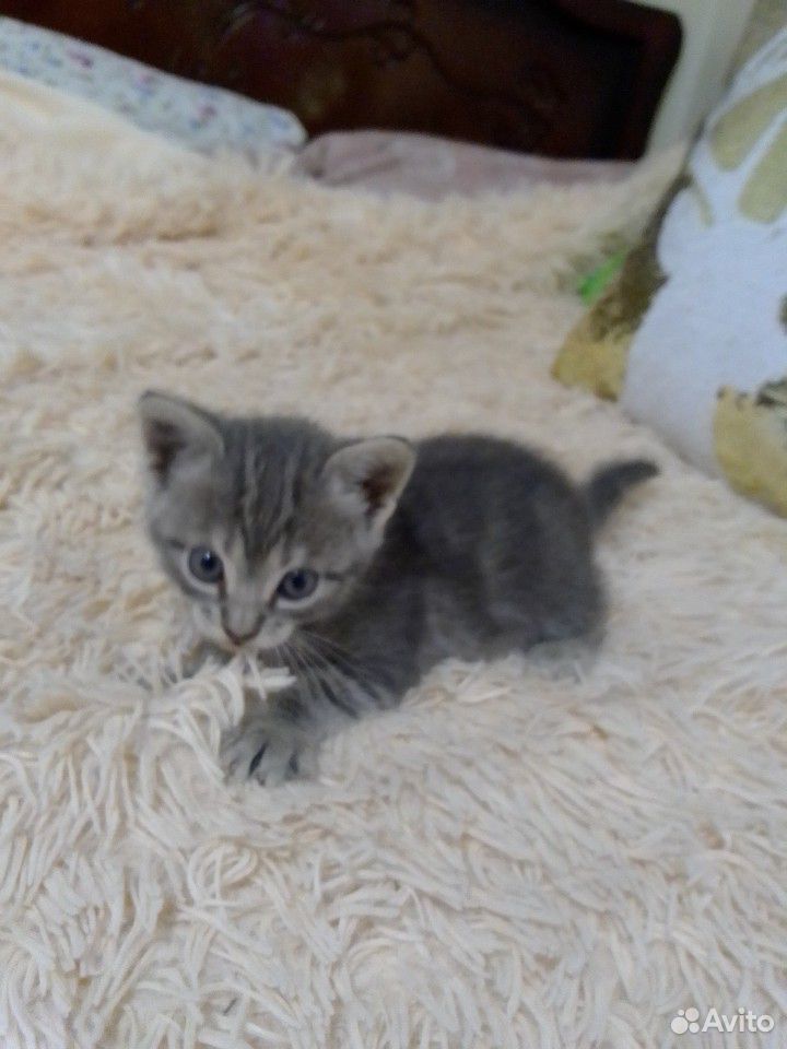 Кошка, кот купить на Зозу.ру - фотография № 4