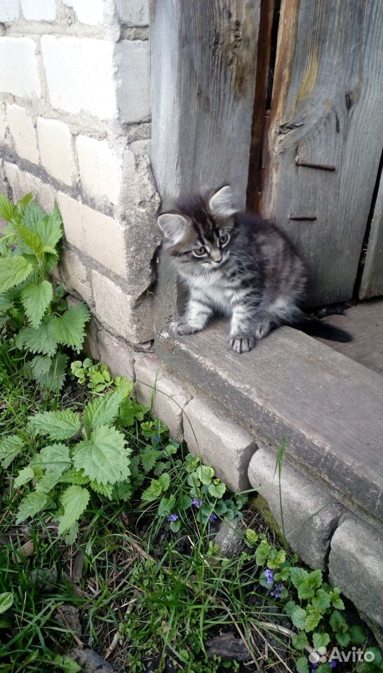 Котенок от кошки-мышеловки купить на Зозу.ру - фотография № 2