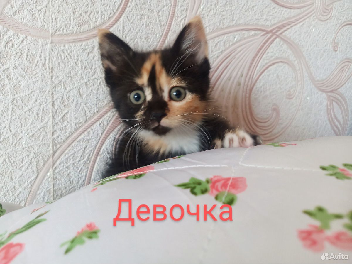 Котятки в добрые руки купить на Зозу.ру - фотография № 9
