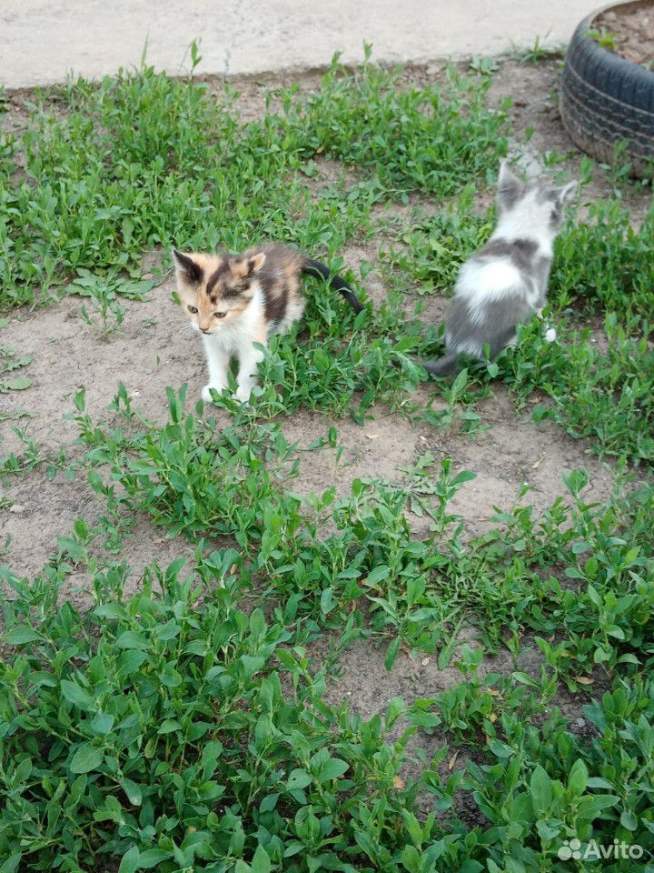Ласковые котята купить на Зозу.ру - фотография № 9