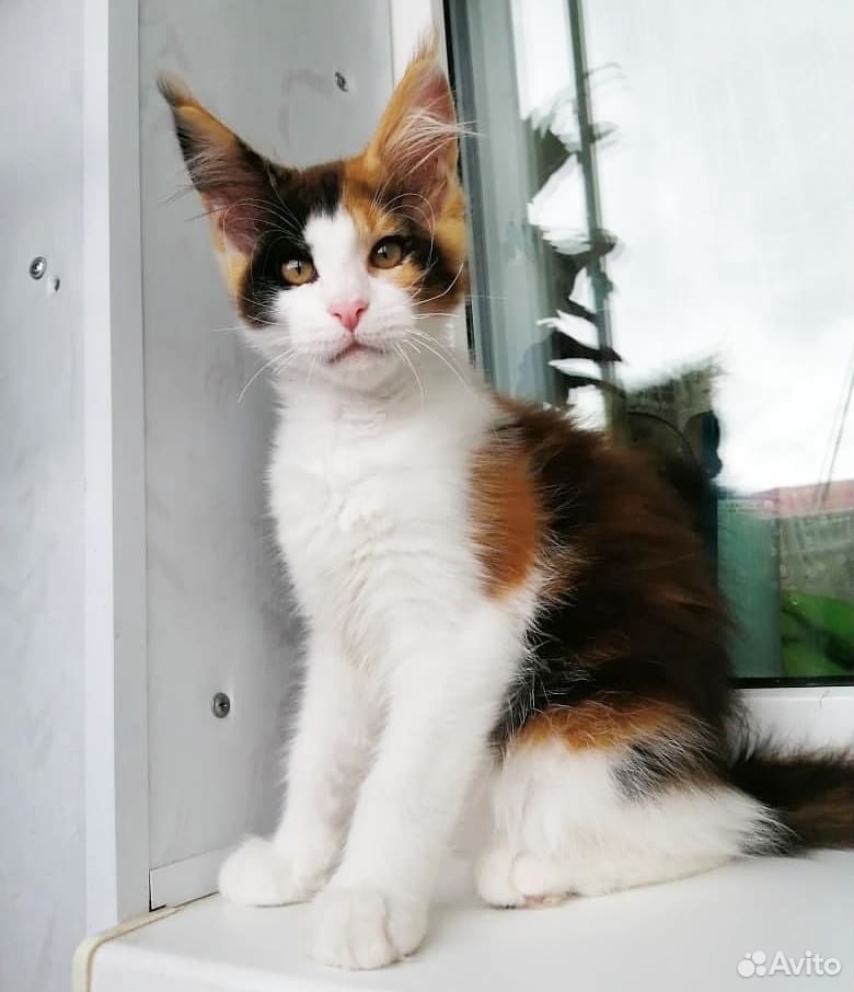 Котенок мейн-кун купить на Зозу.ру - фотография № 2