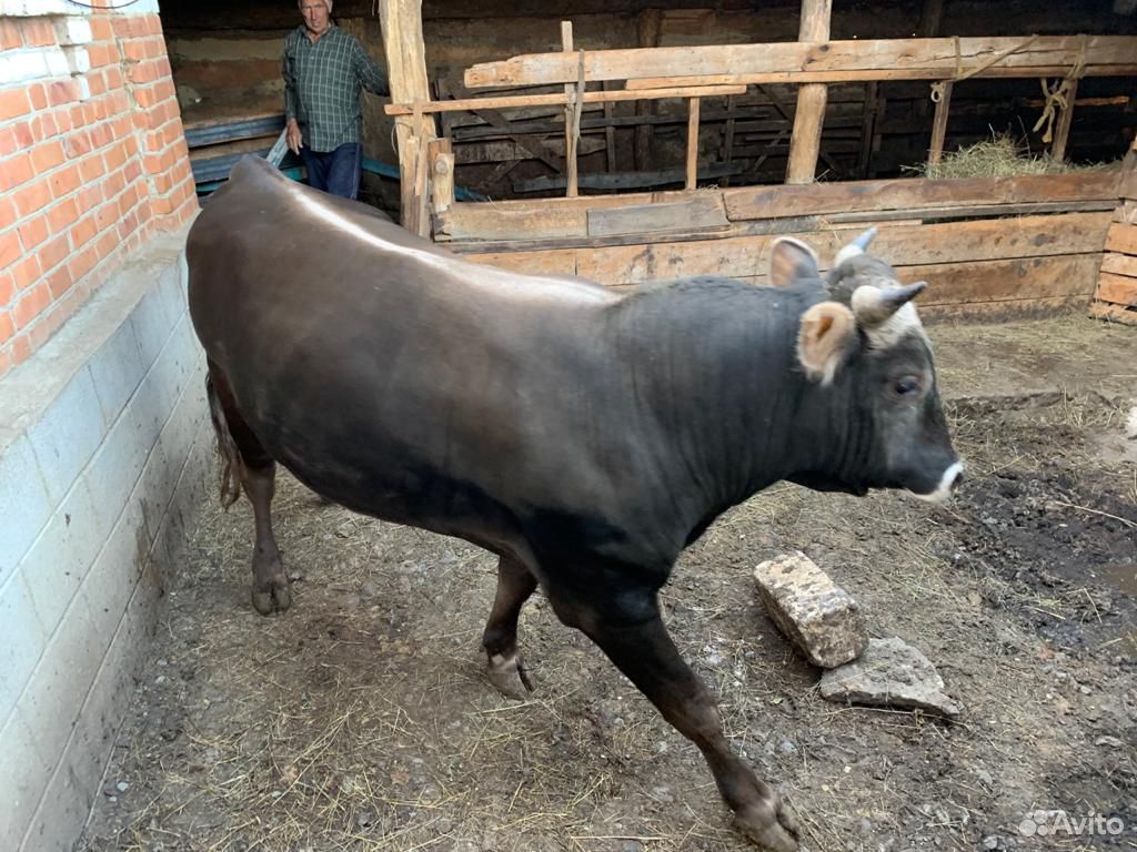 Корова и бык на мясо купить на Зозу.ру - фотография № 2