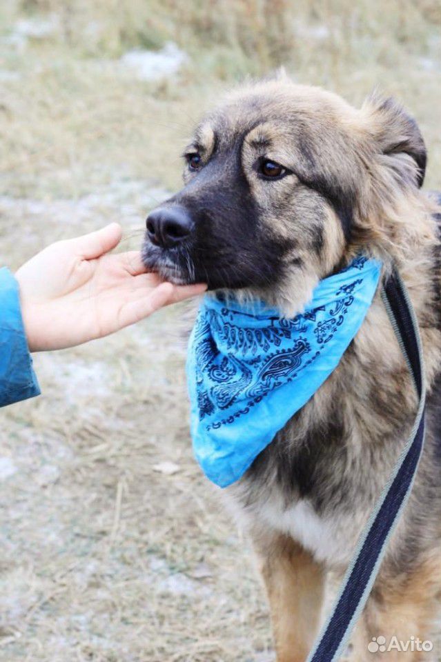 Чудесная собака Шерри для семьи в добрые руки купить на Зозу.ру - фотография № 7