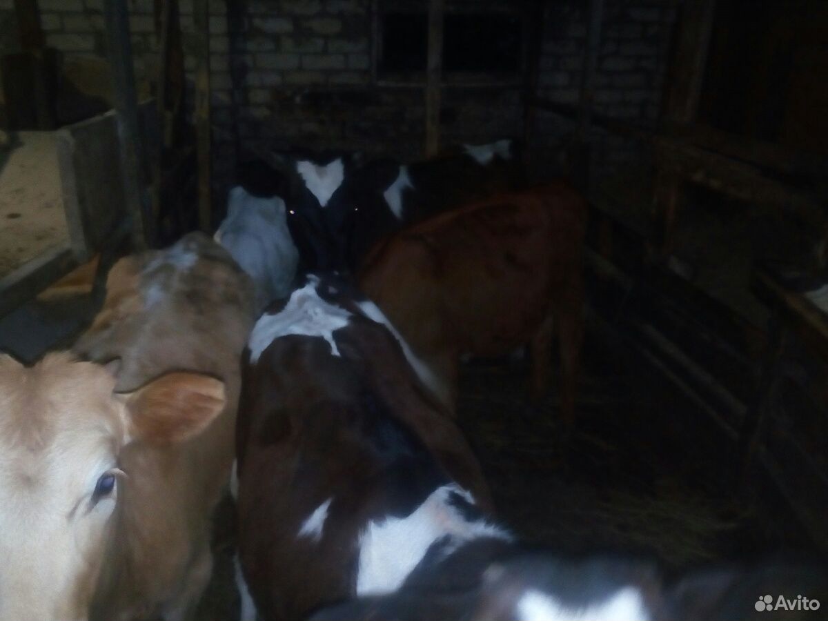 Корова и телята купить на Зозу.ру - фотография № 5