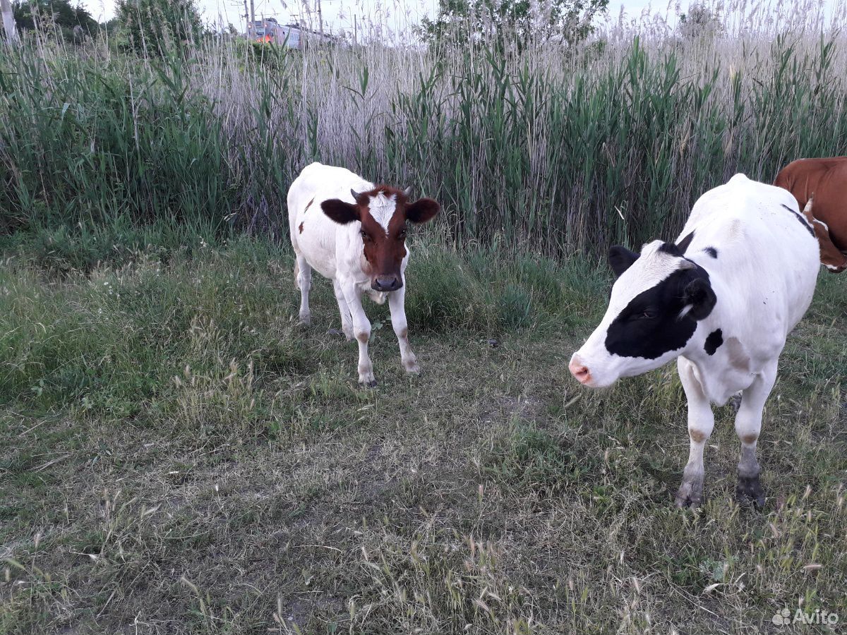 Полтара годики, породистые коровы,гуляешие купить на Зозу.ру - фотография № 5